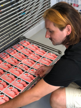 Lennart Nölle Illustration